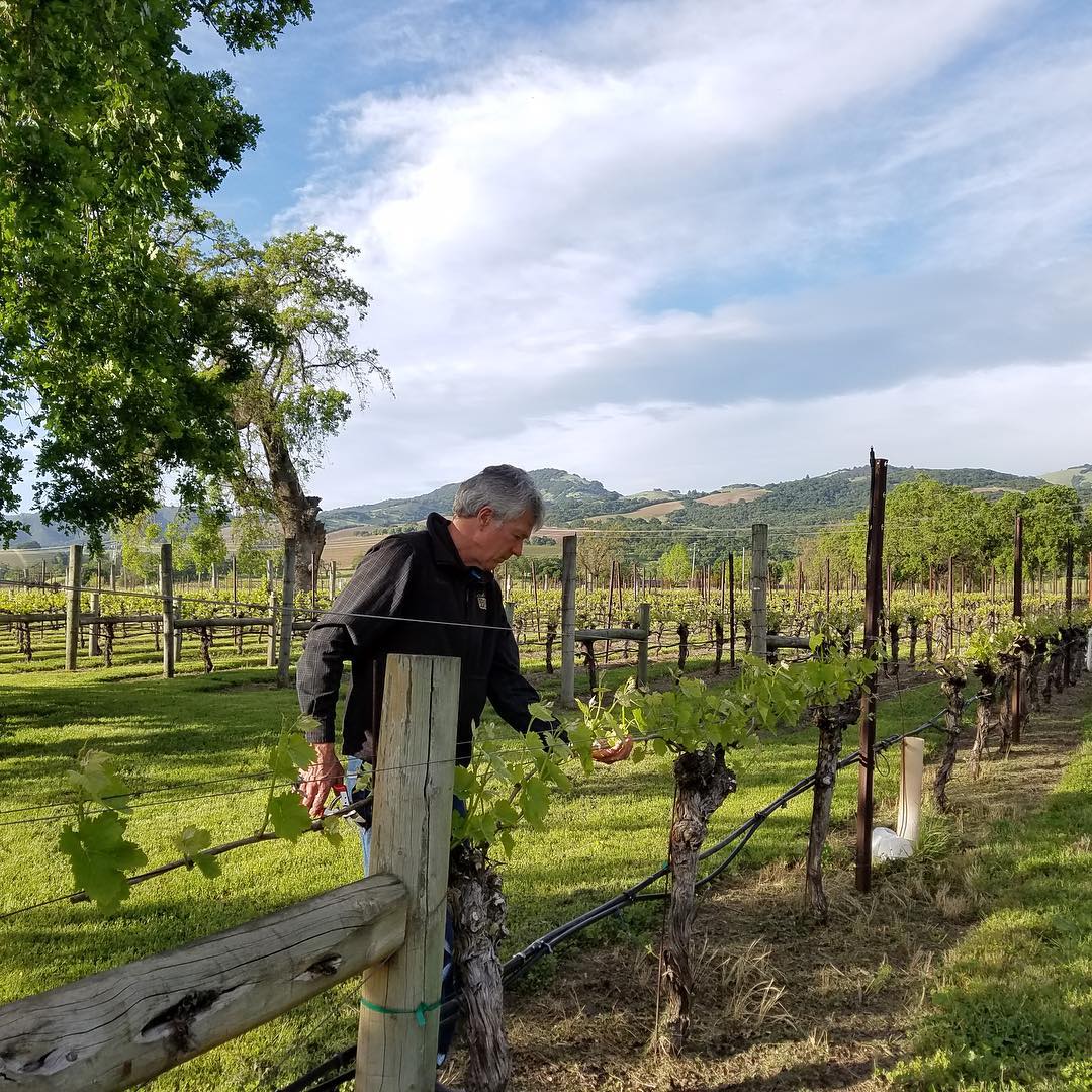 Chris Loxton tending grapevines in the estate vineyard