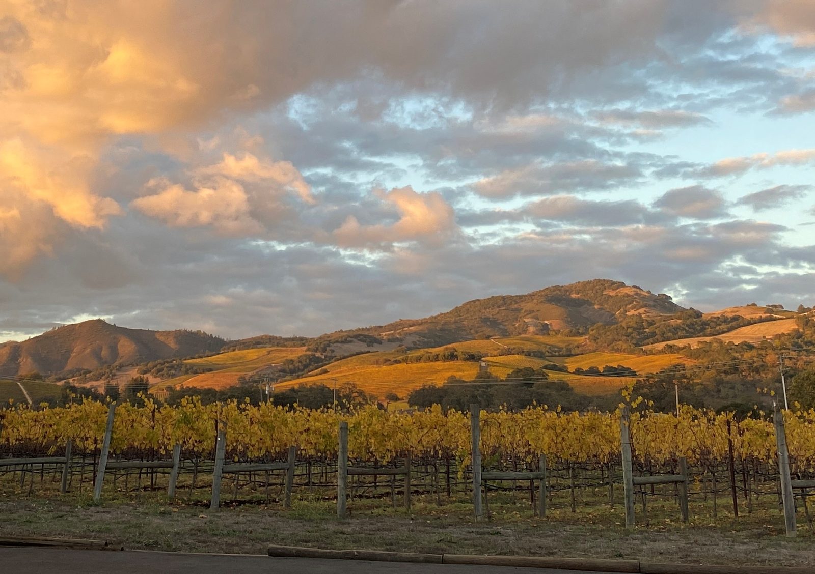 Rows of the Loxton estate vineyard with the Mayacamas Mountains in the background