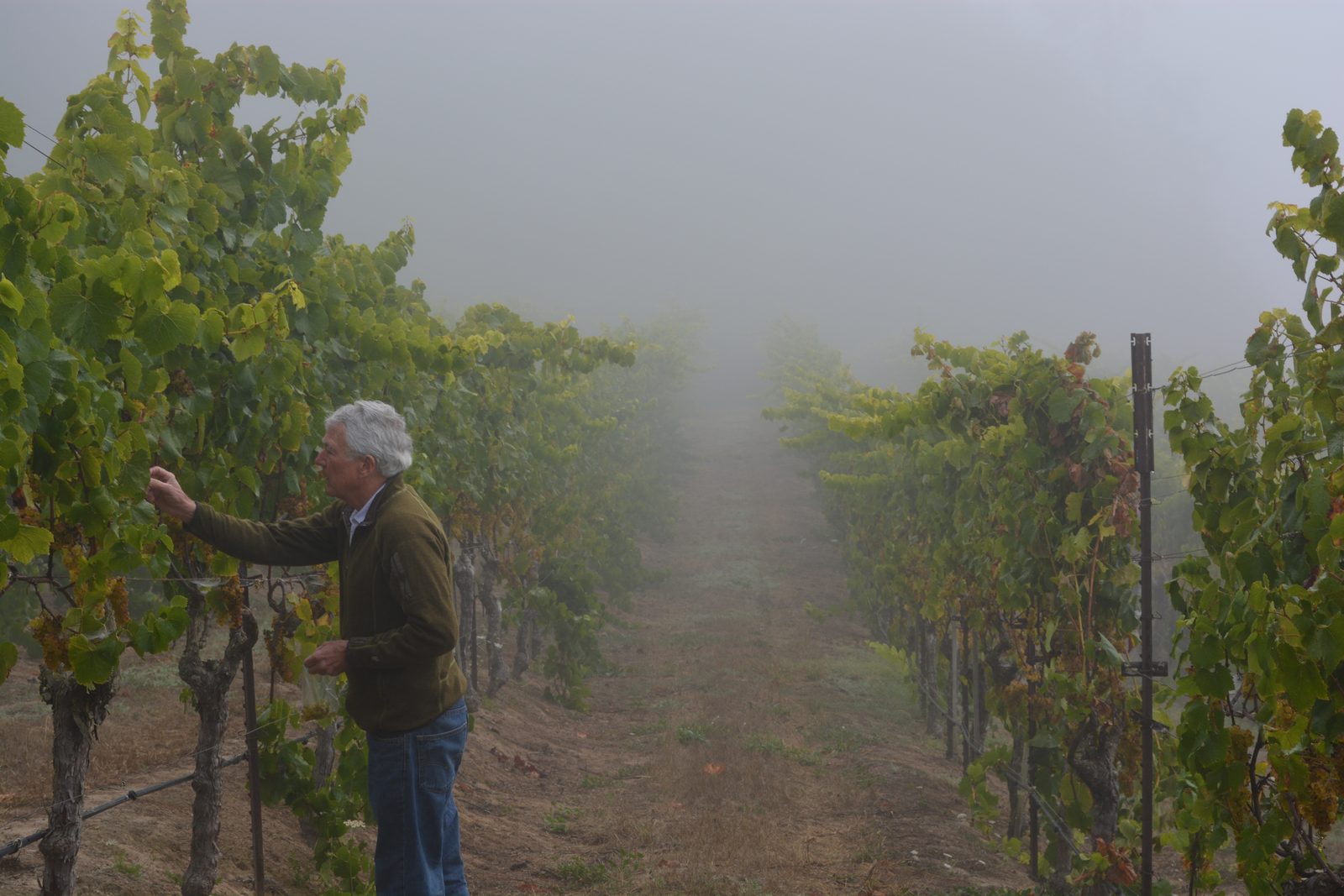 Chris Loxton testing Chardonnay grapes in the fog at Hawk Hill Vineyard, Freestone