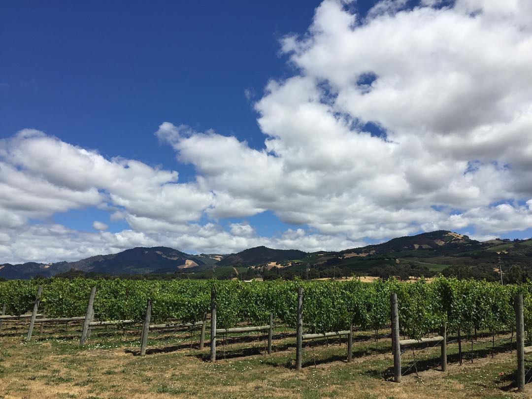 Loxton estate vineyard rows with the Mayacamas mountains beyond
