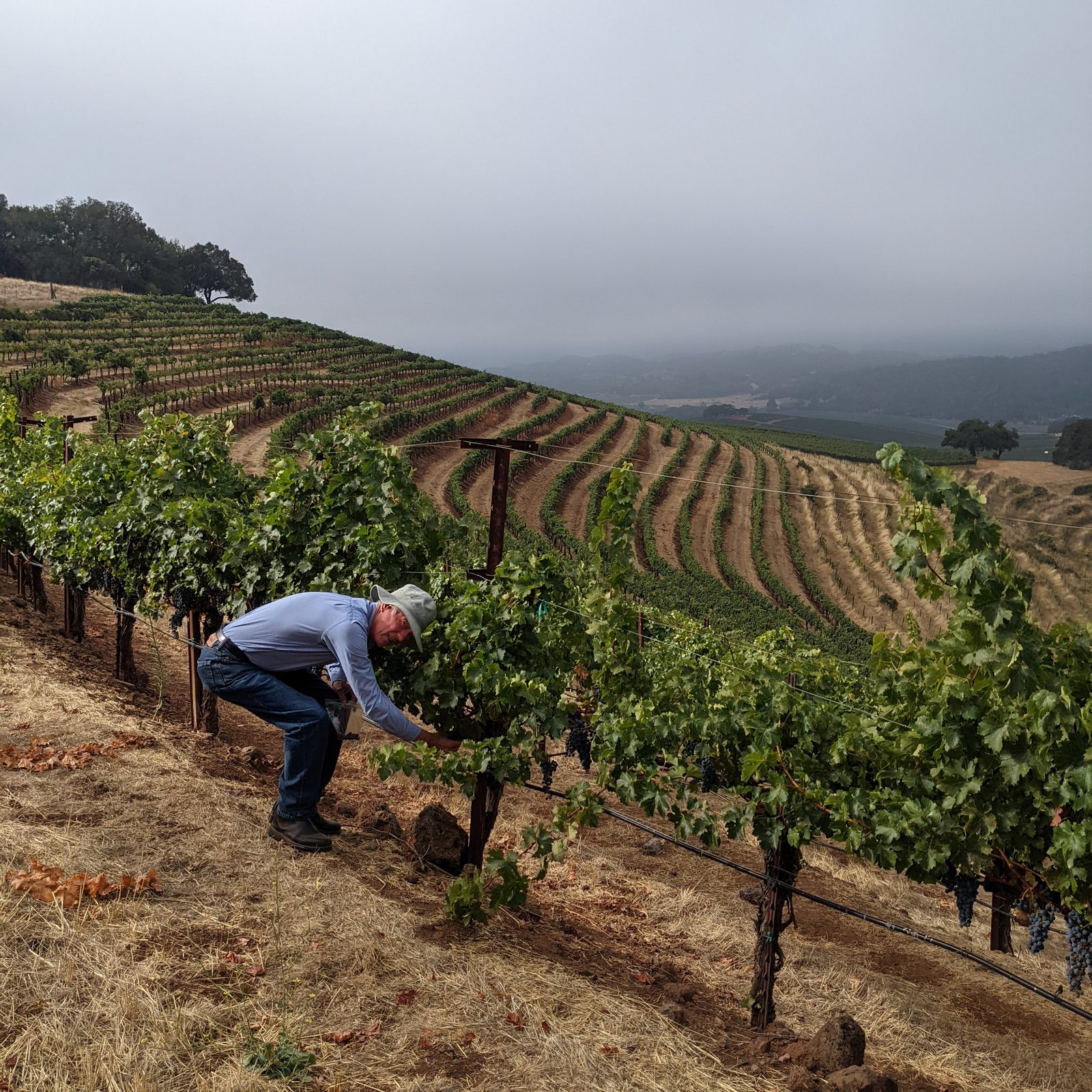 Chris Loxton reaching down to sample Cabernet Sauvignon on the steep Wildwood terraces high in the Mayacamas